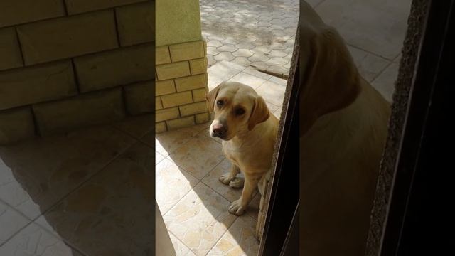 Лабрадор ганяется за мной+история (смешно) смотреть онлайн