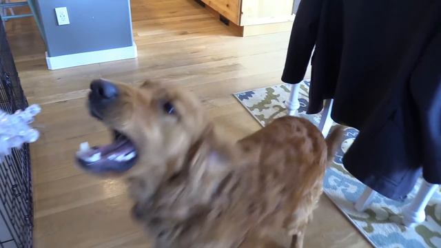 Blue Spiderman SAVES Earl From Hulk! смотреть онлайн