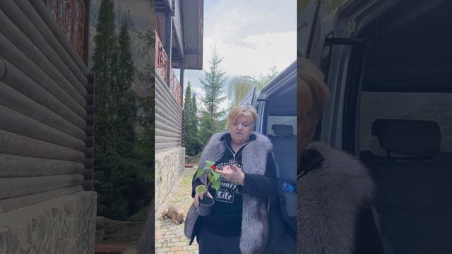 СТОИТ ЛИ ТРАТИТЬСЯ НА ОДНОЛЕТНИКИ ДЛЯ САДА САЛЬВИЯ БЛЕСТЯЩАЯ #shorts смотреть онлайн