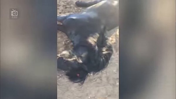 Tasvirga tushib qolgan DAXSHATLI hayvonlar jangi |  itlar, ilonlar, buqalar xo‘rozlar|2-qism