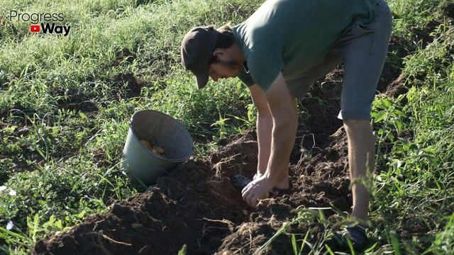 УРОЖАЙ КАРТОФЕЛЯ БУДЕТ БОЛЬШЕ, если сделаете так в августе! Всё об уходе за картофелем в конце лета смотреть онлайн