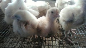 Двухнедельные бройлеры