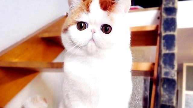 САМЫЕ ЗНАМЕНИТЫЕ КОТИКИ В ИНТЕРНЕТЕ! смотреть онлайн