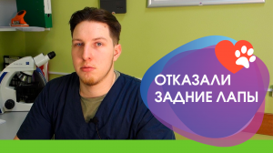 У питомца отказали задние лапы
