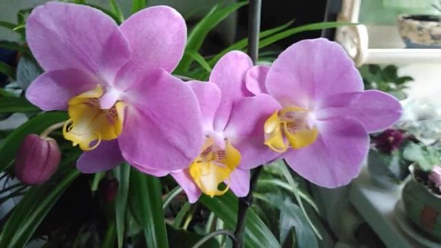 Орхидеи, об уходе L Полив ???