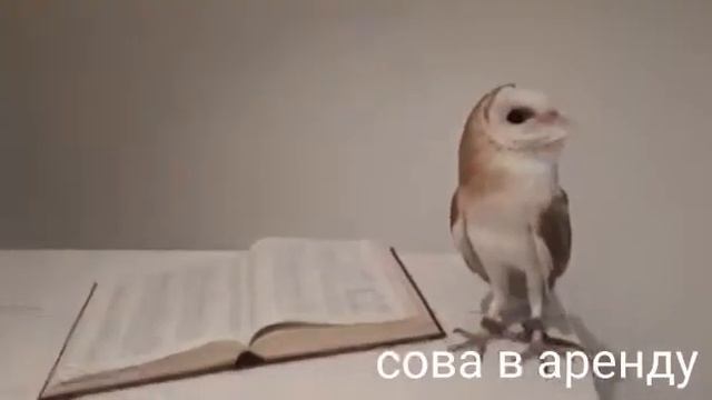 Сова- символ мудрости. Наши совы работают в любые праздники днем и ночью смотреть онлайн