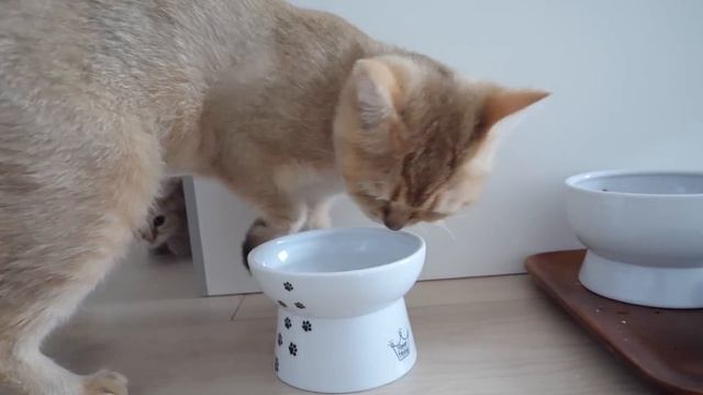 Grandmother cat Mimi demonstrates advanced techniques to kitten Mocha! смотреть онлайн