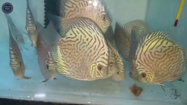 HOW TO MAKE DISCUS FISH FOOD | Discus fish food kaise banaye | Animal heart mix food for Discus