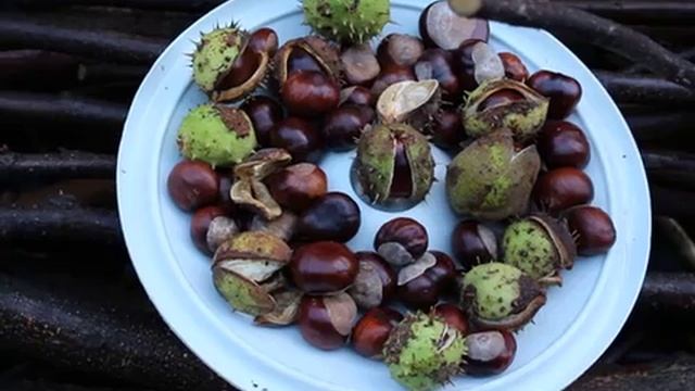 Собрали плоды конского каштана (текст на Азербайджанском языке) смотреть онлайн