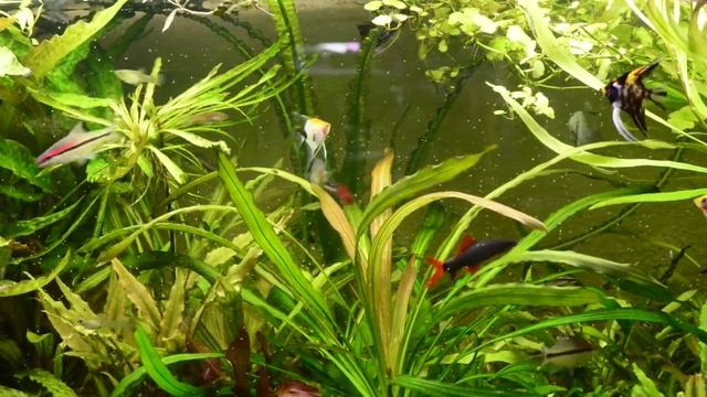 Боция клоун, скалярии, Барбус Динисона, радужницы, лабео,аквариумные рыбки смотреть онлайн