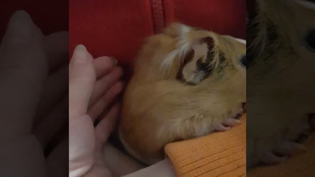 Карантин,час ночи...разговор морской свинки ,как пищат морскин свинки, смотреть онлайн