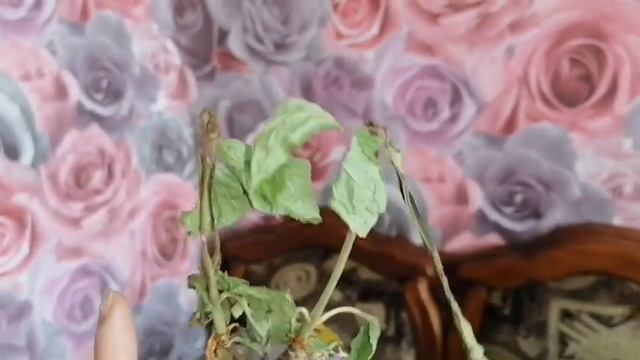 Распаковка, гортензии, барбарисы. ежевика и вишня. с сайта Русский огород смотреть онлайн