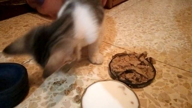 Чем накормить котёнка, Than to feed a kitten, смотреть онлайн