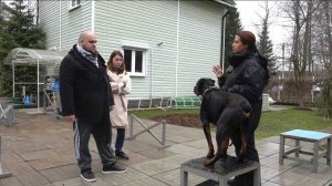 ДТ-92. Выбор породы. Консультация с ротвейлером.