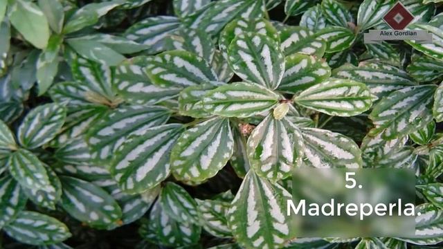 10 Plantas Que Atraen Dinero A Su Hogar