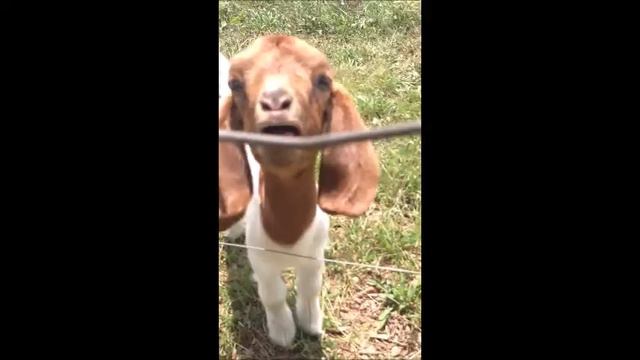 Goat Sings Thrift Shop смотреть онлайн