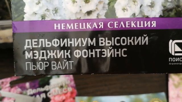 ДЕЛЬФИНИУМ  Наконец-то получилось вырастить       Опыт 2022-го года