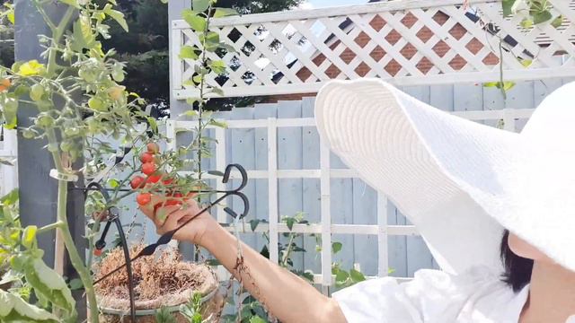 My Own Food Bank In My Small Urban Garden Grow Your Own In Your Yard Watch My Channel And Learn How смотреть онлайн