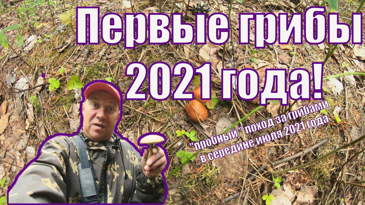 Пенсионер и грибы, прогулка по лесу. Нижний Тагил 13.07.2021.