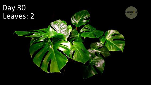 MONSTERA Deliciosa Plant TIME LAPSE - Growing 3 LEAVES in 30 Days Timelapse смотреть онлайн