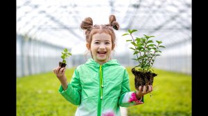 Весь цикл выращивания гортензий от черенков до 5 лет