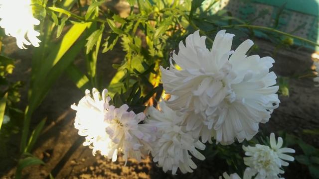 Белые астры,крупный план,очень красиво смотреть онлайн