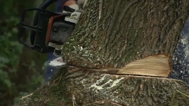 Вырубка американского клёна