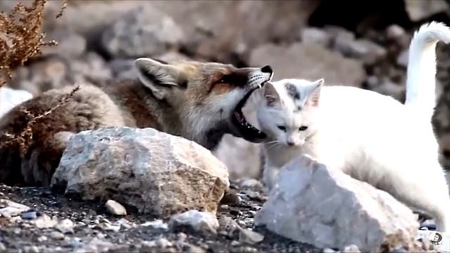 Лиса хотела съесть бездомную кошку, но произошло что-то невероятное смотреть онлайн