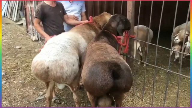 Арашан койлору | Знаменитый баран производитель по кличке Корабль с сыном Тайсон (архив) смотреть онлайн