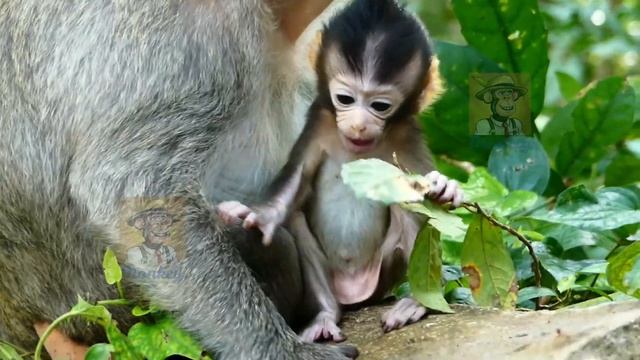 Monkey Aria Cry For Short React Mom Lock Milk Bar. Angel Drop Milk Flow Cover Too Long Enough. смотреть онлайн