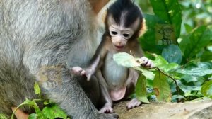 Monkey Aria Cry For Short React Mom Lock Milk Bar. Angel Drop Milk Flow Cover Too Long Enough.