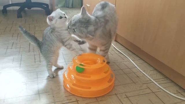 Самый заботливый папа кот в мире который ухаживает за своими котятами и мамой кошкой Любовь смотреть онлайн