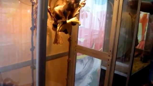 Обезьянка чистит и ест банан смотреть онлайн