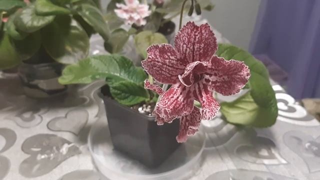 Стрептокарпус DS- Гавайская вечеринка смотреть онлайн