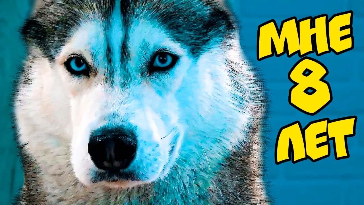 Я НЕ ПЕНСИЯ! Лучшие серии апреля на мое 8 летие! Хаски Бандит Говорящая собака смотреть онлайн