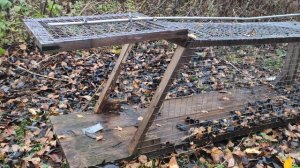 НАШЁЛ ЖИВО-ЛОВУШКУ В ЛЕСУ.