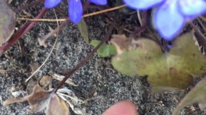 печеночница в саду моего друга,жду освобождения  #hеpаtyка  #печеночница