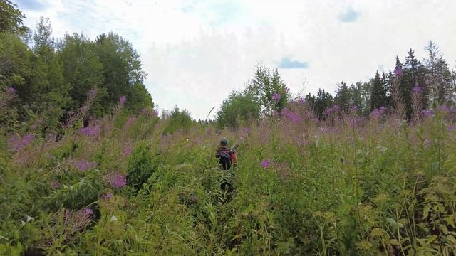 Друзья, сегодня наконец удалось снять на камеру очень редких зверей и птиц! смотреть онлайн