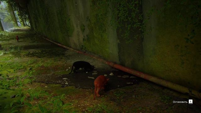 Игра про котиков. #Stray #СосискаИграет смотреть онлайн