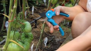 БЫЧЬЕ СЕРДЦЕ ОРАНЖЕВОЕ! ОБЗОР СОРТОВ ТОМАТОВ! Советы от ЗЕЛЕНОГО ОГОРОДА!