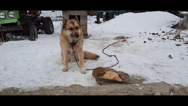 Дай миску, можно, нельзя смотреть онлайн