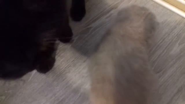 Ты как туда залез или как котенок с мамой в прятки играл смотреть онлайн