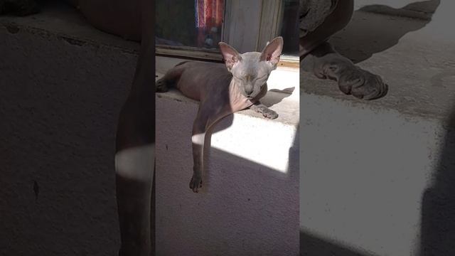 Донской сфинкс. Разведение. смотреть онлайн