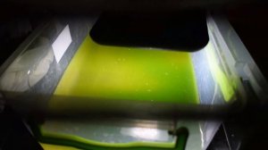 Разведение креветок Амано в соленой воде