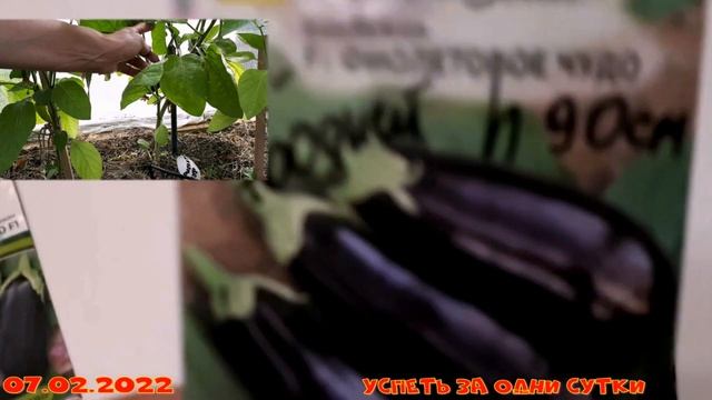 07.02.2022 Обзор семян баклажанов ??? для сезона 2022. смотреть онлайн