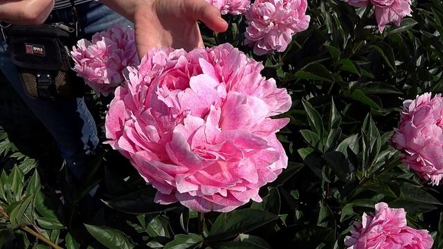 Любимые розовые пионы. Часть 2 / Сад Ворошиловой смотреть онлайн