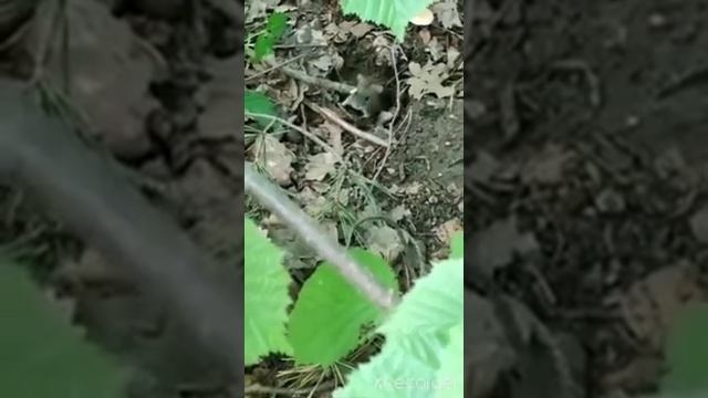 Мышь полевка в норке смотреть онлайн
