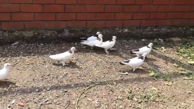 АРМЯНСКИЕ БОЙНЫЕ ГОЛУБИ 2016 смотреть онлайн