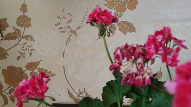 Какую пеларгонию купить? смотреть онлайн