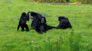 Сиаманг | Symphalangus syndactylus | Siamang